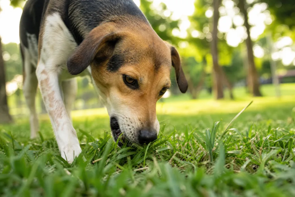 Por Que Cachorro Come Grama? Mito da Dor de Barriga e a Evolução